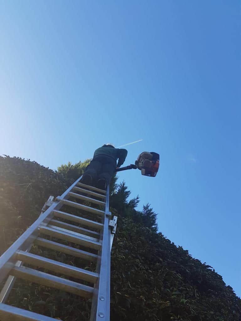 This is a photo of an operative from Ware Tree Surgeons up a ladder rested on a hedge with a petrol strimmer.